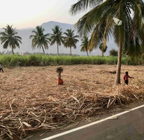Field of sugar cane being harvested by the roadside