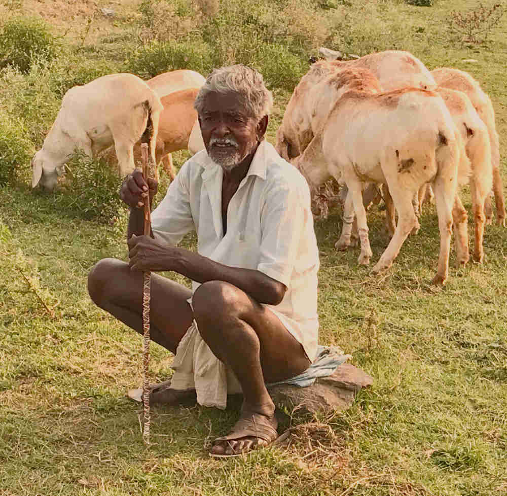 Elderly goat farmer sitting on a rock while his goats graze